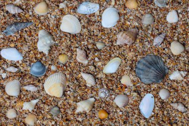 Küçük kabuk kaya, parlak doğal renkler, yüksek kontrast, üst görünüm kum üzerinde farklı tür ve boyutlarda deniz kabukları bir sürü.