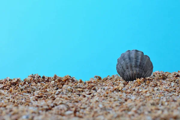 Conceito Uma Grande Concha Ostra Mar Fundo Azul Areia Pequena — Fotografia de Stock