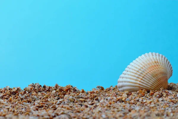 Conceito Uma Grande Concha Ostra Mar Fundo Azul Areia Pequena — Fotografia de Stock