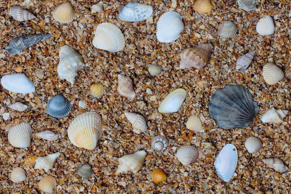 Monte Conchas Mar Diferentes Tipos Tamanhos Areia Pequena Rocha Shell — Fotografia de Stock