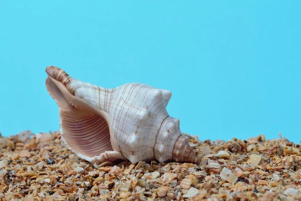 Uma Grande Concha Rapana Fundo Azul Areia Uma Pequena Rocha — Fotografia de Stock