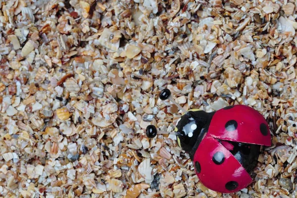 Souvenir Ladybug Sand Small Shell Rock Bright Colors High Contrast — Stock Photo, Image
