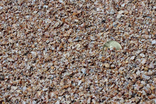 Conceito Encontra Praia Uma Moeda Metal Amarelo Areia Fundo Bonito — Fotografia de Stock