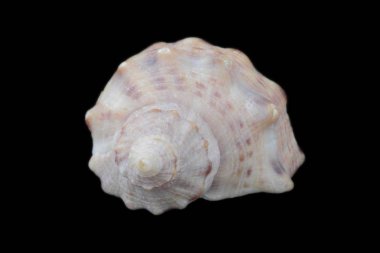 Siyah arka plan yakın çekim rapana deniz kabuğu, farklı kenarlarından görünüm, yüksek kontrast, doğal renkler, büyük detay, izole.