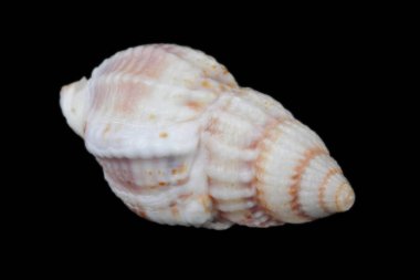 Hermit yengeç kabuğu, farklı kenarlardan yakın çekim görünümü, parlak doğal renk, yüksek kontrast, siyah arka plan, izole.