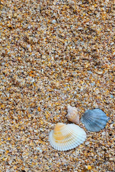 Três Conchas Mar Diferentes Tipos Tamanhos Areia Pequena Rocha Shell — Fotografia de Stock