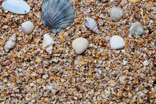 Mar Conchas Diferentes Tipos Tamanhos Areia Pequena Rocha Shell Lugar — Fotografia de Stock