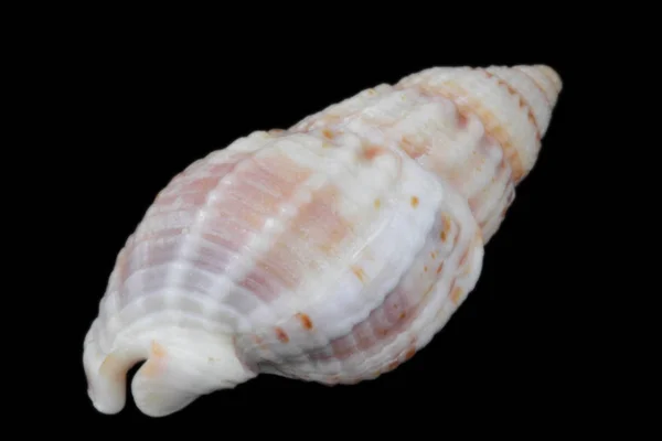 赫米特蟹壳 从不同侧面的特写视图 明亮的自然色 高对比度 黑色背景 — 图库照片