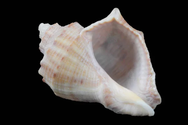 Rapana Seashell Svart Bakgrund Närbild Utsikt Från Olika Sidor Hög — Stockfoto