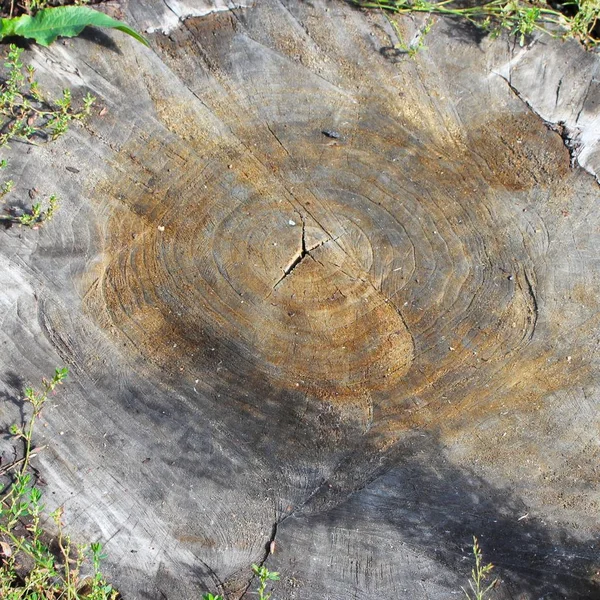 Old Saw Cut Large Tree Darkened Time Age Rings Visible — Stock Photo, Image