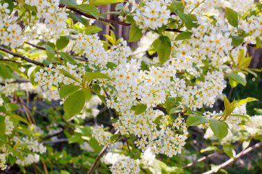 Çiçek (Prunus padus) bir arka plan olarak, bol çiçek, doğal renkler, yüksek kontrast, koyu ton.