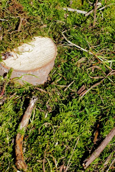 Natural Forest Moss Small Stump Background Bright Sunlight High Contrast — Stock Photo, Image