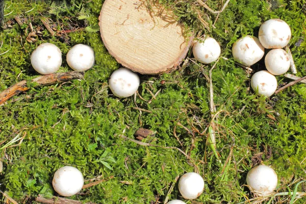 Pilze Wachsen Der Nähe Eines Kleinen Baumstumpfes Natürliches Waldmoos Helles — Stockfoto