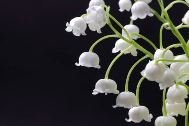 Koyu bir arka plan, metin, parlak renk, yüksek kontrast için yer karşı cam bir vazo içinde vadinin orman zambağı büyük bir buket.