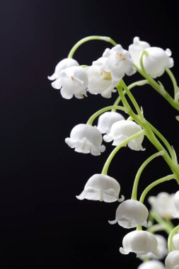 Karanlık bir arka plan, yakın, parlak renk, yüksek kontrast karşı cam bir vazo içinde vadinin orman zambağı büyük bir buket.