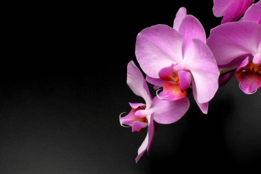 Phalaenopsis orkide çiçekleri çok koyu bir arka plan üzerinde closeup, metin için yer, parlak doğal renk.