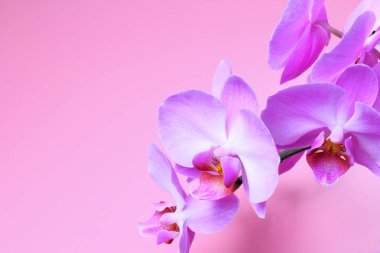 Phalaenopsis orkide çiçekleri pembe bir arka plan üzerinde closeup, metin için yer, parlak doğal renk.