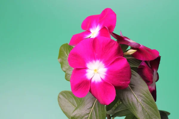 Jaskrawoczerwony Kwiat Catharanthus Zbliżenie Zielone Tło Naturalny Kolor Miejsce Tekst — Zdjęcie stockowe
