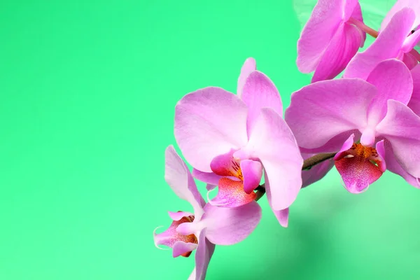 Flores Orchid Phalaenopsis Closeup Fundo Verde Lugar Para Texto Cor — Fotografia de Stock