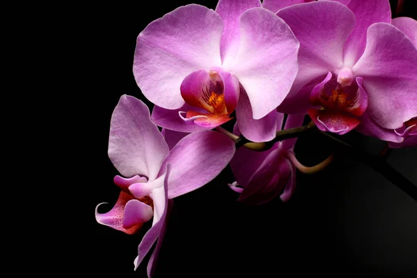 Phalaenopsis orkide çiçekleri siyah bir arka plan üzerinde closeup, parlak doğal renk.