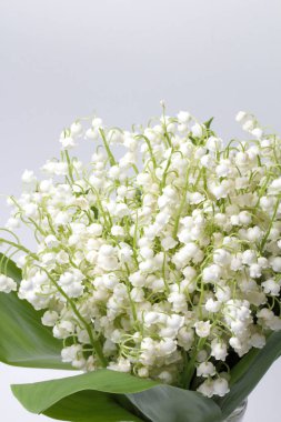 Beyaz bir arka plan, parlak renk, yüksek kontrast üzerinde bir cam vazo içinde vadinin orman zambak (Convallaria) büyük bir buket.