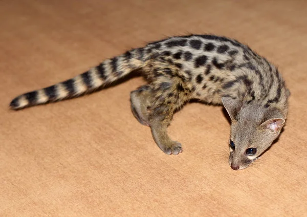 Gatinho Pequeno Manchado Genet Explora Superfície Mesa Close Alto Contraste — Fotografia de Stock