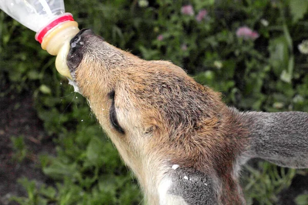 Capreolus lamb drinks milk from a bottle with a dummy, close-up, feeding up an abandoned lamb. Dark green blurred background.