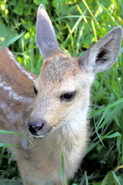 Capreolus Lamm Porträt Nahaufnahme Helle Natürliche Farbe Hoher Kontrast Grüner — Stockfoto