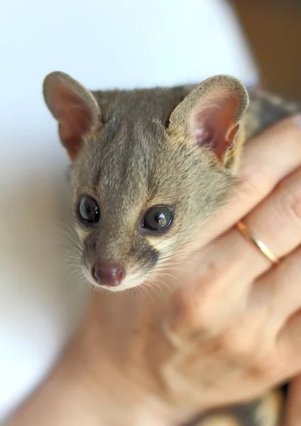 Gatinho Genet Comum Nas Mãos Menina Close Fundo Escuro Alto — Fotografia de Stock