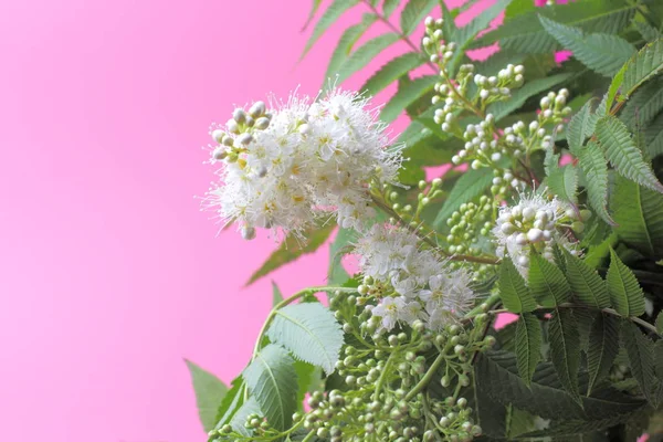 Bunga Putih Cerah Sorbaria Sorbifolia Pada Latar Belakang Merah Muda — Stok Foto