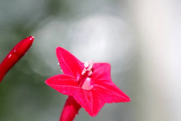 Flor Roja Brillante Ipomoea Quamoclit Forma Asterisco Brote Planta Sin — Foto de Stock