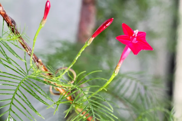 Élénk Piros Virág Ipomoea Quamoclit Alakú Csillag Nyitott Növény Bud — Stock Fotó