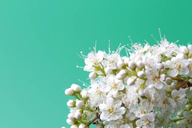 Yeşil bir arka plan üzerinde parlak beyaz çiçekler (Sorbaria sorbifolia), güzel ince stamens. Metin, doğal renkler, yüksek kontrast, tatil veya düğün davetiyesi için bir kart için yer.