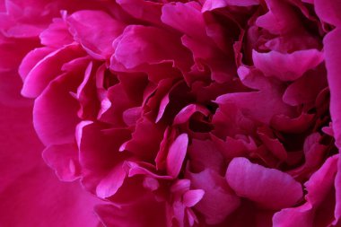 Kırmızı parlak çiçek veya kırmızı şakayık yakın çekim, genç bir çiçek güzel yaprakları. Metin, doğal renkler, yüksek kontrast, tatil veya düğün davetiyesi için bir kart için yer.