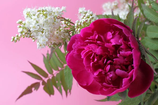 A large bright bouquet of peony flowers,  sorbaria. Bright rich colors, pink background, perfect decoration for a wedding invitation or holiday greetings.