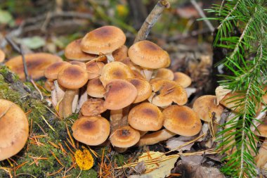 Küçük genç bal agarics armillaria bir demet, yeşil orman arka planda doğal koşullarda yosun büyümek.