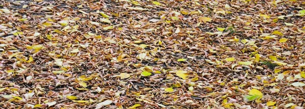 薄い層の木の落ち葉が地面に横たわっている 自然な色 広い視野多くの詳細 — ストック写真