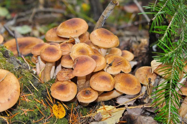 Ein Bündel Von Kleinen Jungen Honig Agaren Armillaria Wachsen Auf — Stockfoto