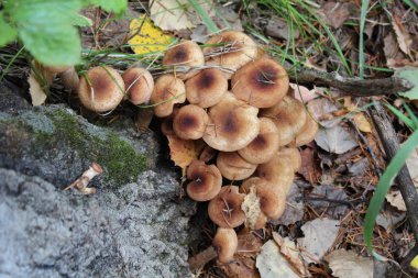 Yenilebilir mantar bal agarics armillaria vahşi yaşlı ağaçlarda yetişir. Yüksek kontrast, doğal renkler.
