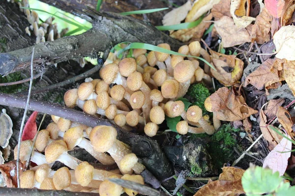 Cogumelos Comestíveis Mel Agarics Armillaria Selvagem Crescem Velhas Árvores Alto — Fotografia de Stock