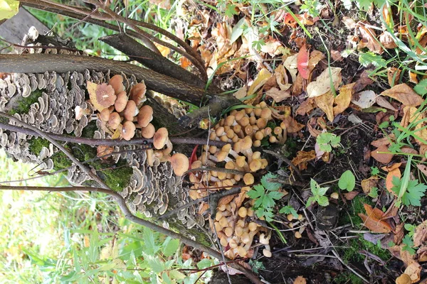 Cogumelos Comestíveis Mel Agarics Armillaria Selvagem Crescem Velhas Árvores Alto — Fotografia de Stock