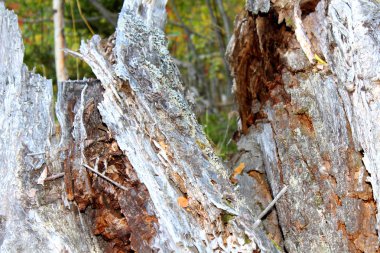 Koyu yeşil arka plan, parlak doğal renkler, yüksek kontrast üzerinde vahşi eski çürük kütük.