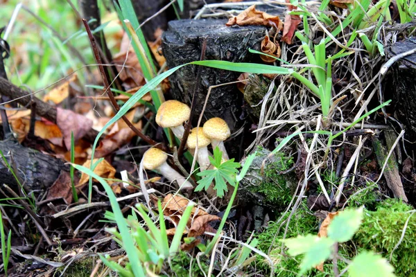 Małe Grzyby Wśród Dwóch Pnie Naturze Jasne Naturalne Kolory Wysoki — Zdjęcie stockowe