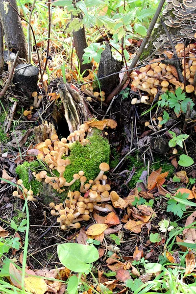 Espalhamento Pequenos Cogumelos Nos Troncos Árvores Velhas Nas Cores Naturais — Fotografia de Stock