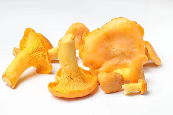 白底特写上几棵不同大小的新鲜香菇 — 图库照片
