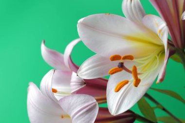 Açık yeşil bir arka plan üzerinde büyük bir pembe zambak yakın çekim birkaç çiçek. Parlak doğal renk, yüksek kontrast, metin yeri.