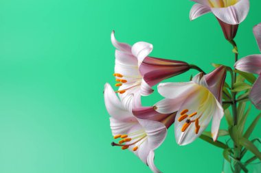 Açık yeşil bir arka plan üzerinde büyük bir pembe zambak yakın çekim birkaç çiçek. Parlak doğal renk, yüksek kontrast, metin yeri.