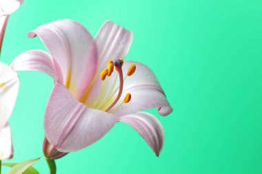 Açık yeşil bir arka plan üzerinde büyük bir pembe zambak çiçek yakın çekim. Parlak doğal renk, yüksek kontrast, metin yeri.