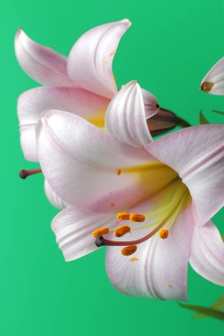 Açık yeşil bir arka plan üzerinde büyük bir pembe zambak yakın çekim birkaç çiçek. Parlak doğal renk, yüksek kontrast, bir düğün davetiyesi veya tatil tebrik için mükemmel dekorasyon..