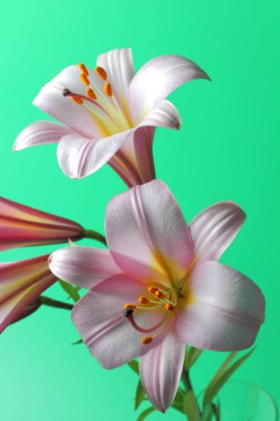 Açık yeşil bir arka plan üzerinde büyük bir pembe zambak yakın çekim birkaç çiçek. Parlak doğal renk, yüksek kontrast, bir düğün davetiyesi veya tatil tebrik için mükemmel dekorasyon..